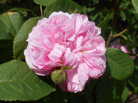 jacques cartier rose where to buy|jacques cartier rose size.